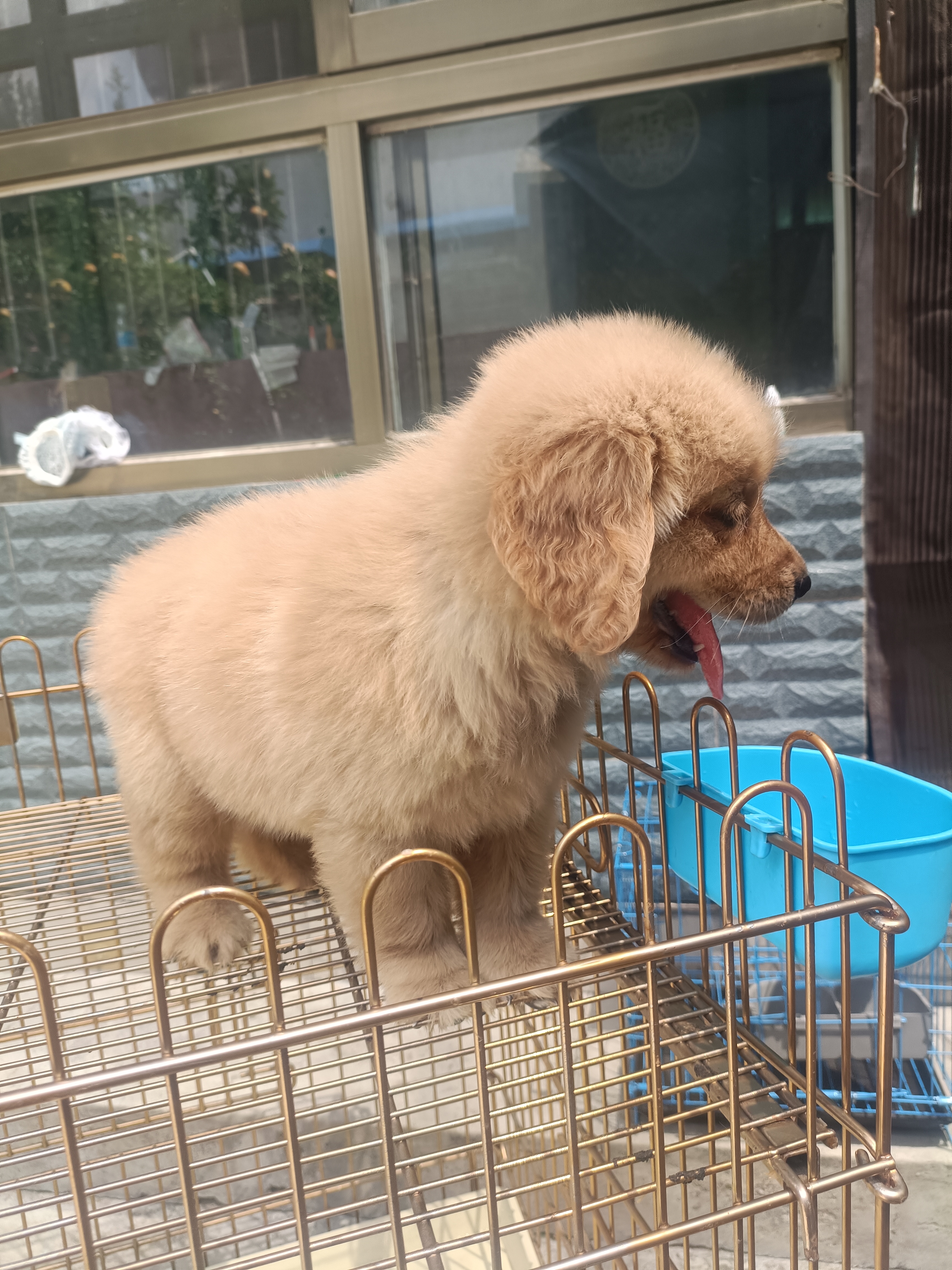 双血统金毛